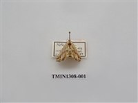 藏品(尺蠖蛾科)的圖片